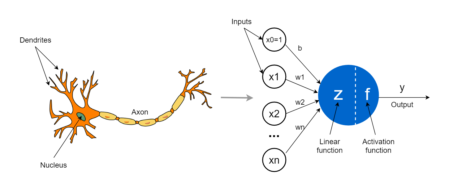 Diagram of an artificial neuron showing inputs, weights, a summation step, an activation function, and an output