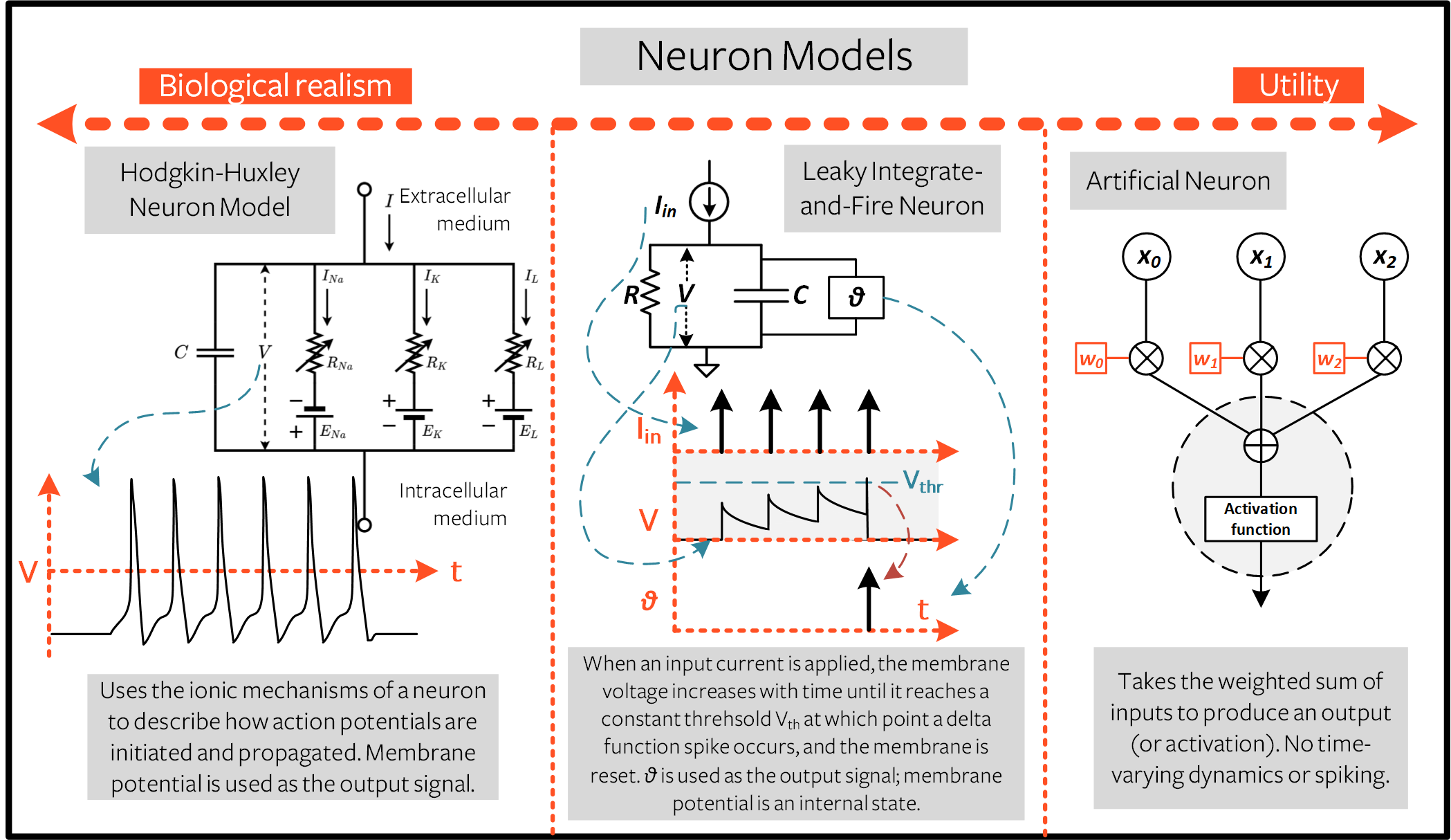 Comparison of neuron models, showing a biological neuron's voltage spike simplified into a leaky integrate-and-fire model whose membrane potential charges toward a threshold, emits a discrete spike, and resets.