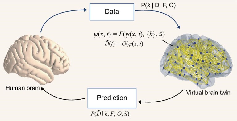 Diagram of the virtual brain twin cycle: a human brain produces data, the data is used to estimate parameters of a network model built on that person's connectome, and the fitted model generates predictions that are compared back against the brain.